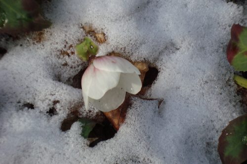 Christrose blüht im Schnee