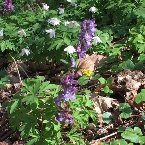 Wildblumen im Frühling in der Umgebung der Pension